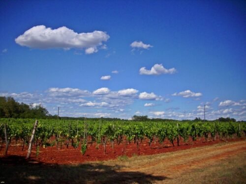 Scenery of a Mediterranean vineyard in Umag Croatia